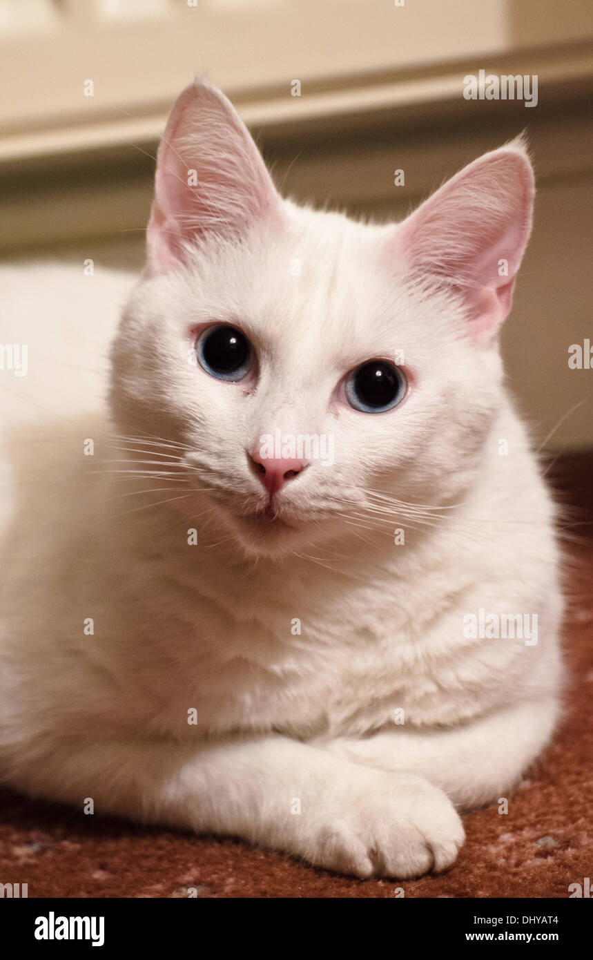 Gato Blanco con ojos azules y orejas de rosa Foto de stock
