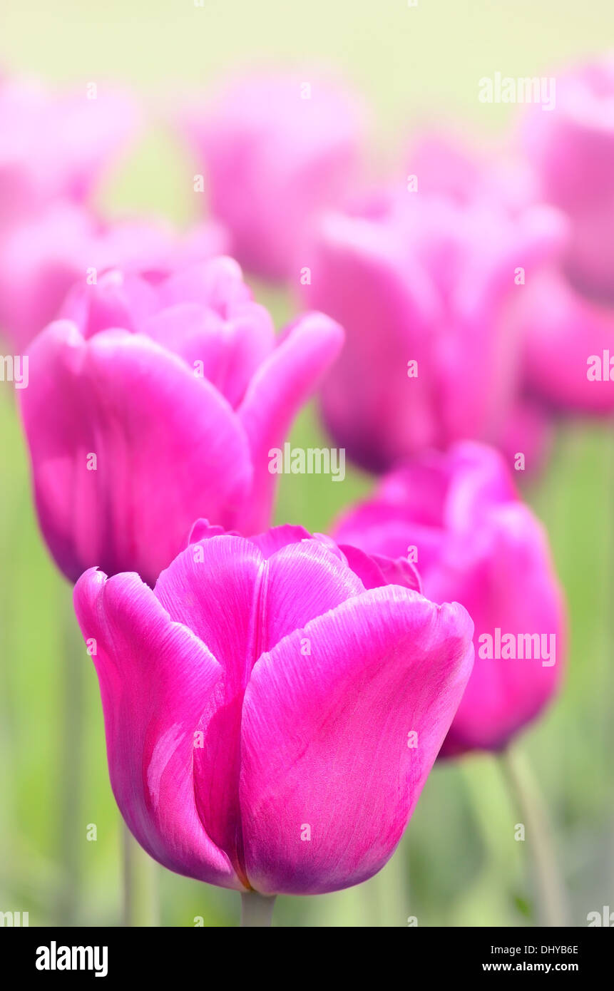Tulipanes púrpura, Vista cercana Foto de stock