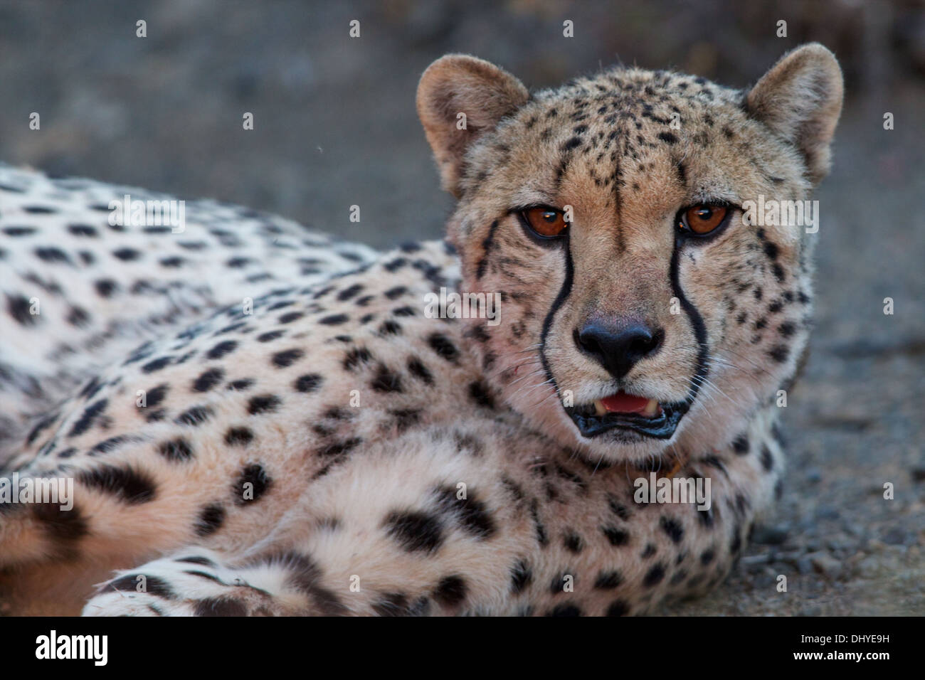 Un guepardo se vio comer una gacela con presas en Sudáfrica Foto de stock