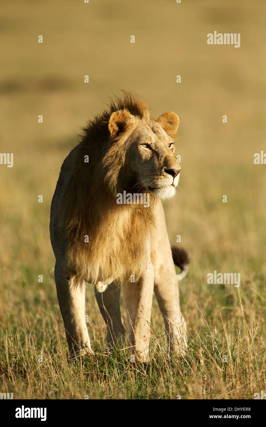 León rey de la selva fotografías e imágenes de alta resolución - Alamy