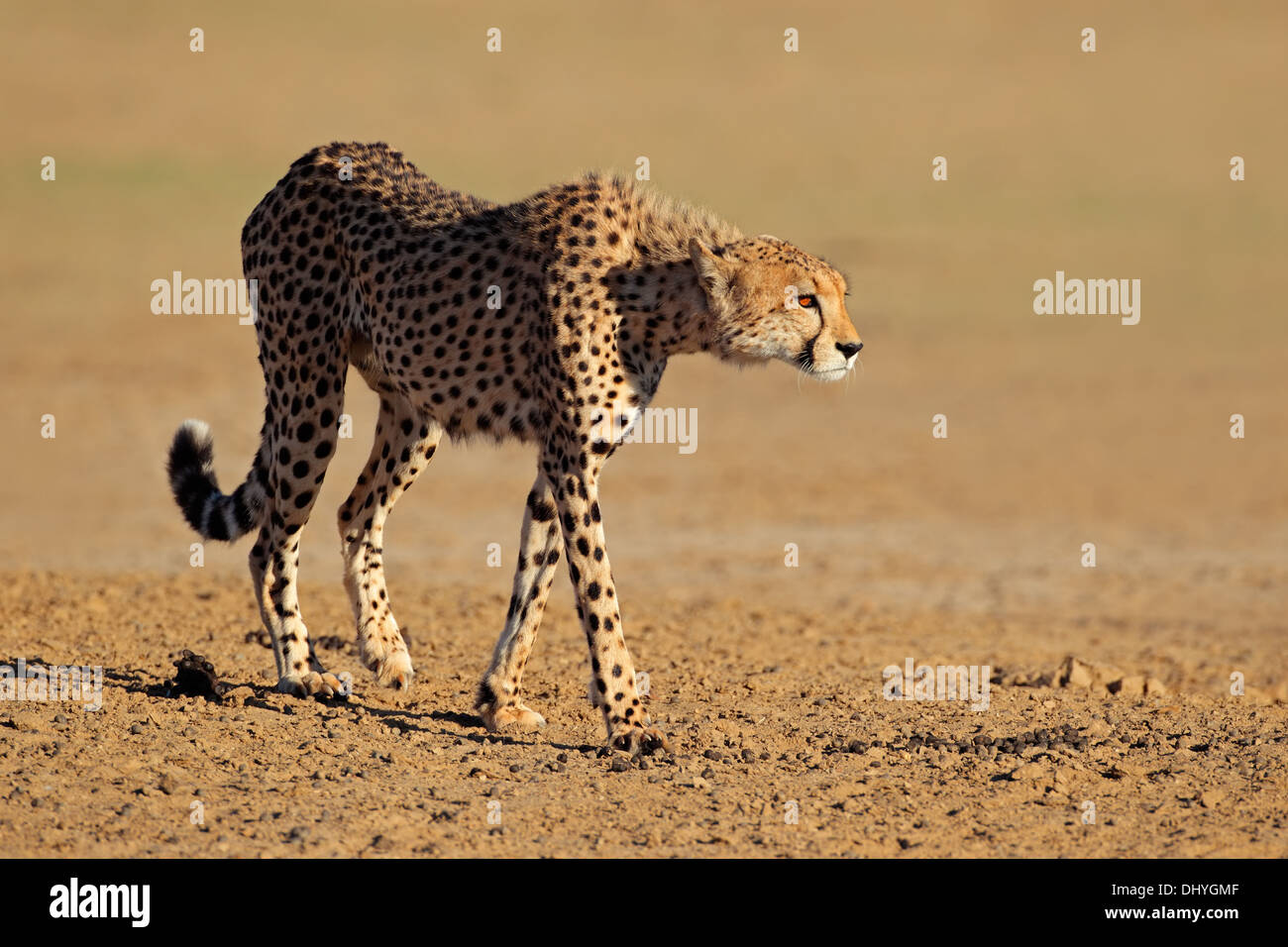 Alerta guepardo (Acinonyx jubatus), el desierto de Kalahari, Sudáfrica Foto de stock