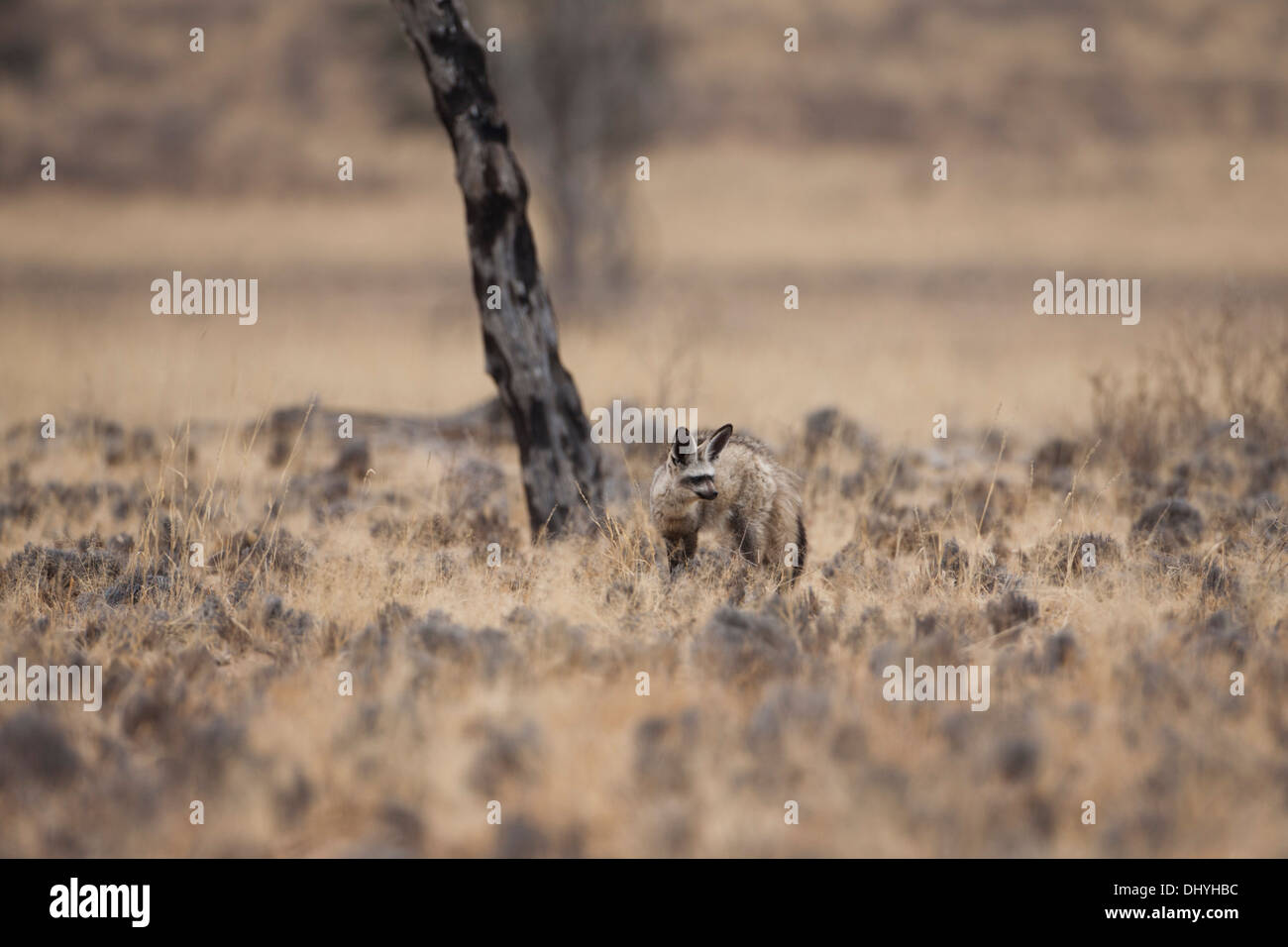 Murciélago orejudo Fox (otocyon megalotis) en el desierto de Kalahari, Sudáfrica Foto de stock