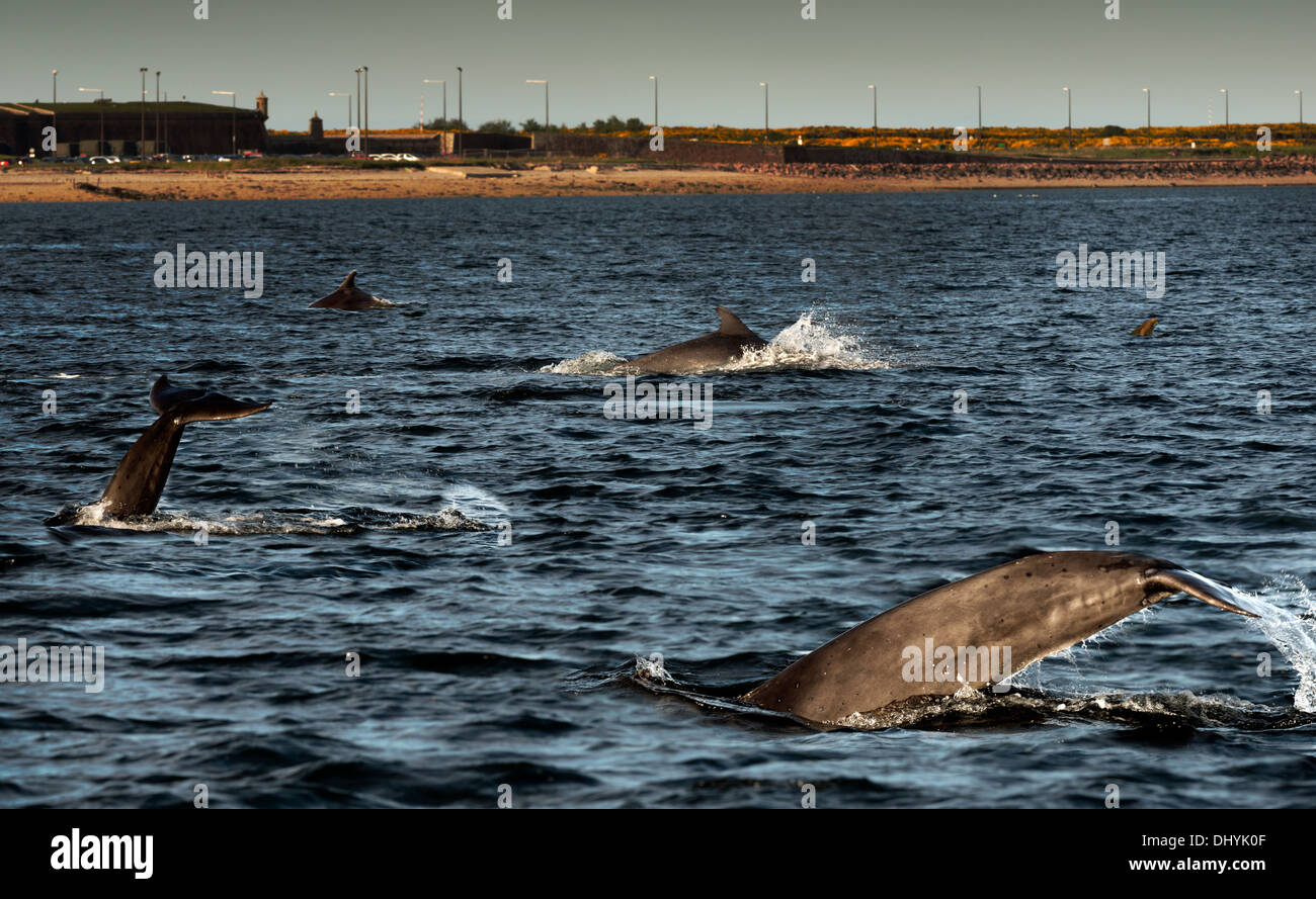 Delfines desbastado, punto Chanonry Fortrose, Escocia. Foto de stock