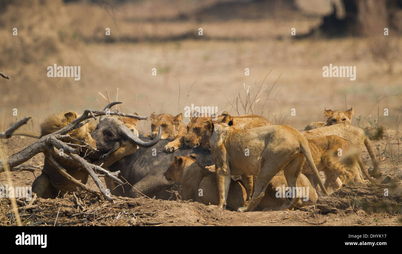 Orgullo de León (Panthera leo) matando el búfalo africano (Syncerus caffer) Foto de stock