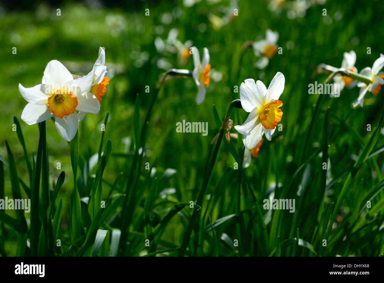 Narciso geranio daffodil flor flor blanca flor de naranja de plantación los colores Foto de stock