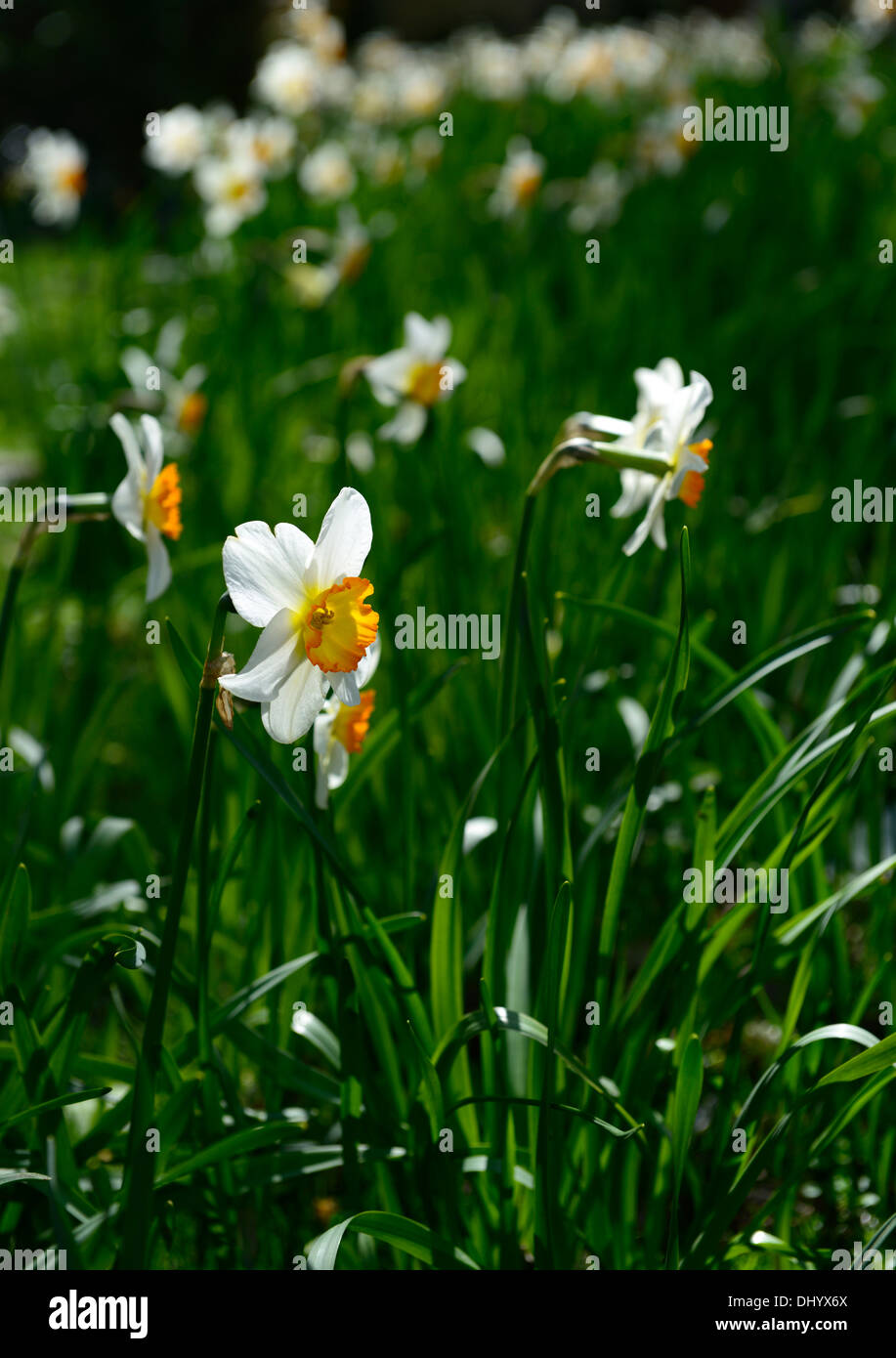 Narciso geranio daffodil flor flor blanca flor de naranja de plantación los colores Foto de stock