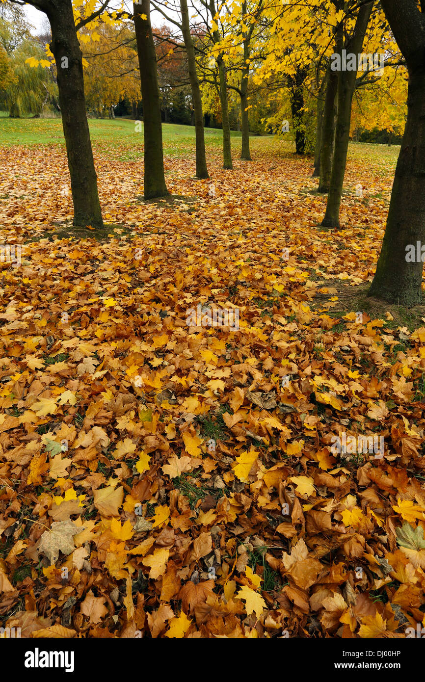 Una cama de hojas en el otoño/ Otoño, con una avenida de árboles en el  fondo Fotografía de stock - Alamy