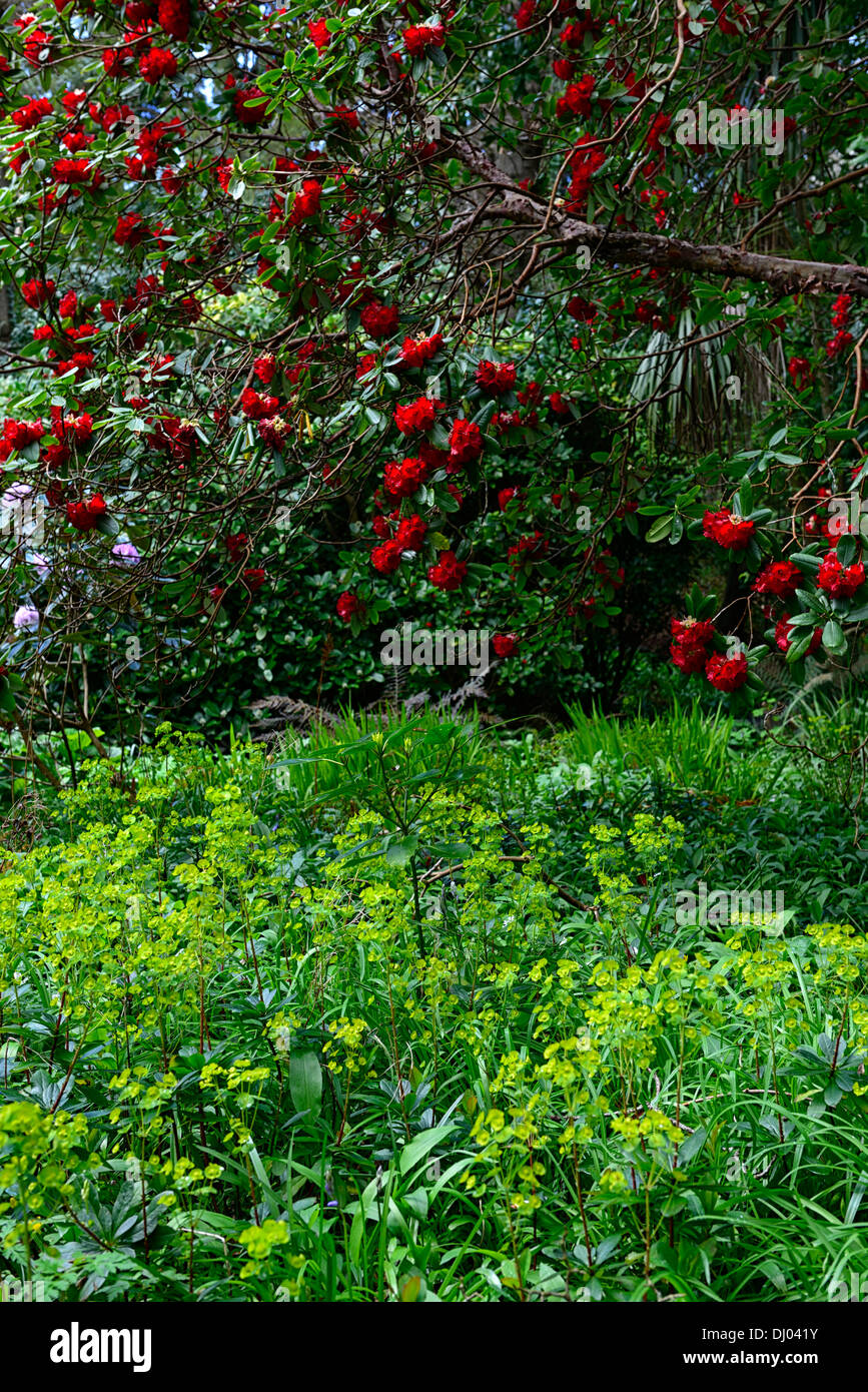 Rhododendron verde color rojo euphorbia contraste de color contrastante combinación combo floración flores flores perennes de árbol Foto de stock
