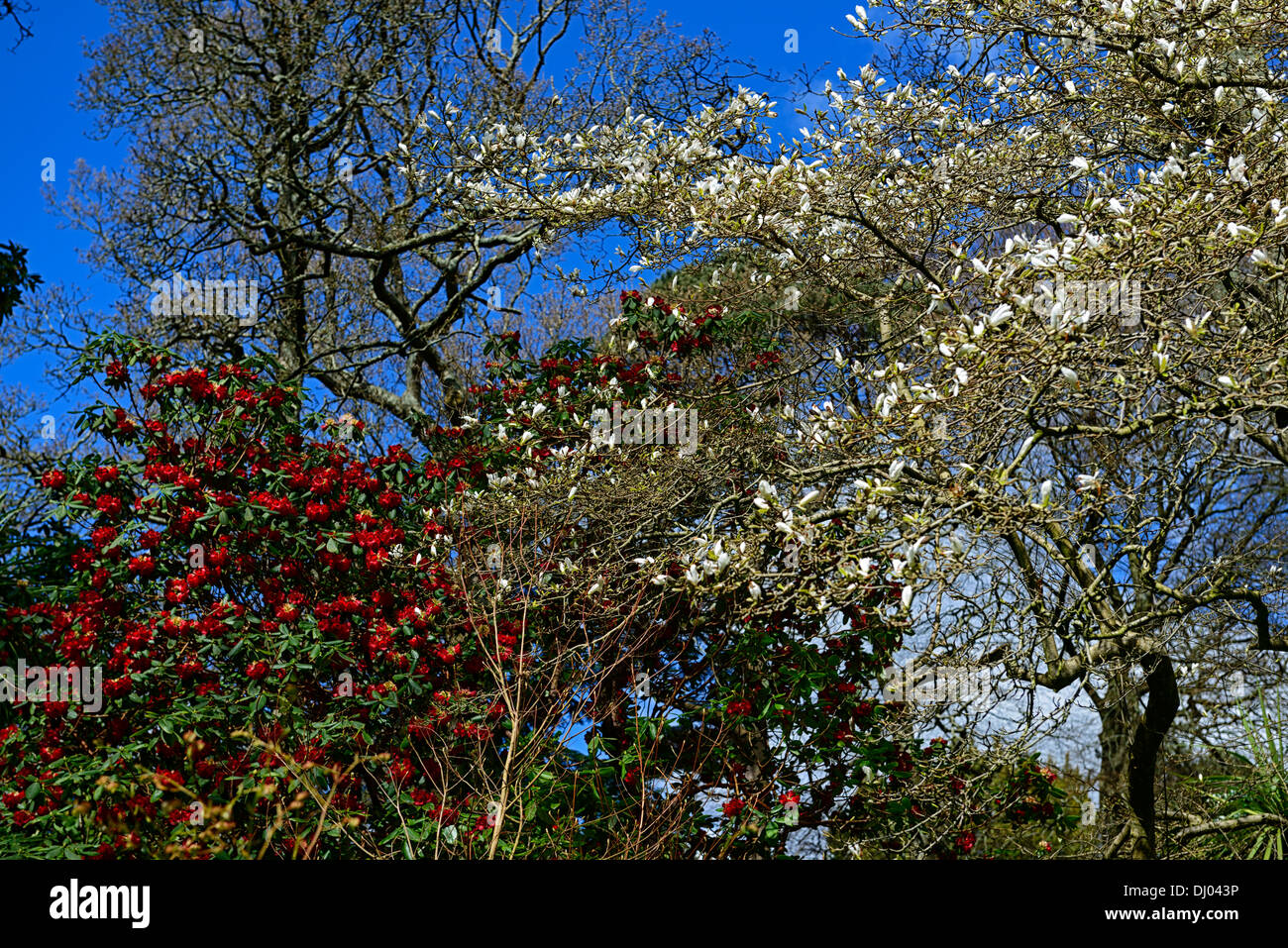 Rododendro rojo y blanco magnolias color contraste de color contrastante combinación combo árbol con flores flores flor Foto de stock