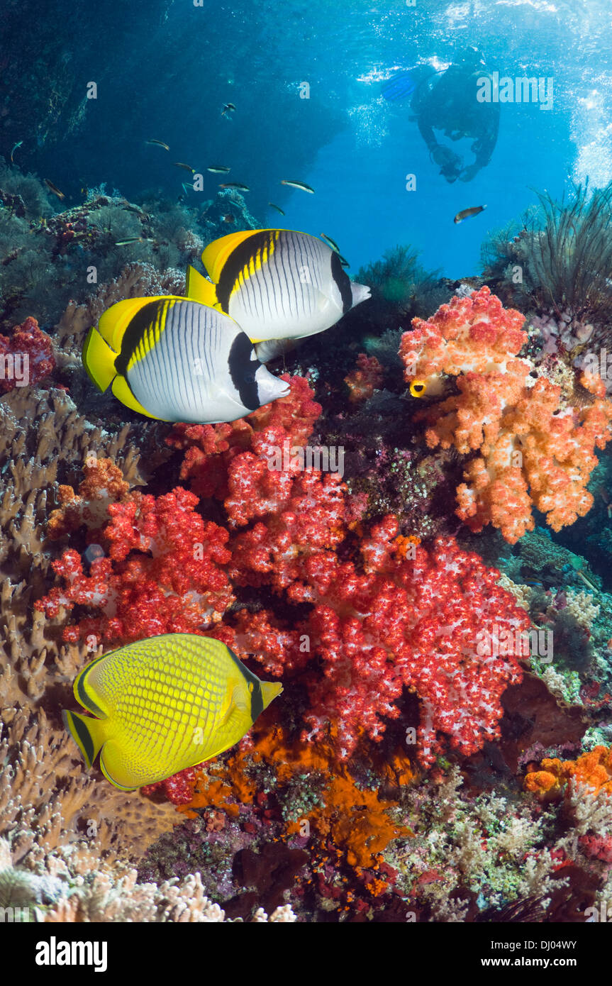 Con bordeada de arrecifes de coral y un butterflyfish butterflyfish enrejados y un buzo con una cámara en segundo plano. Foto de stock