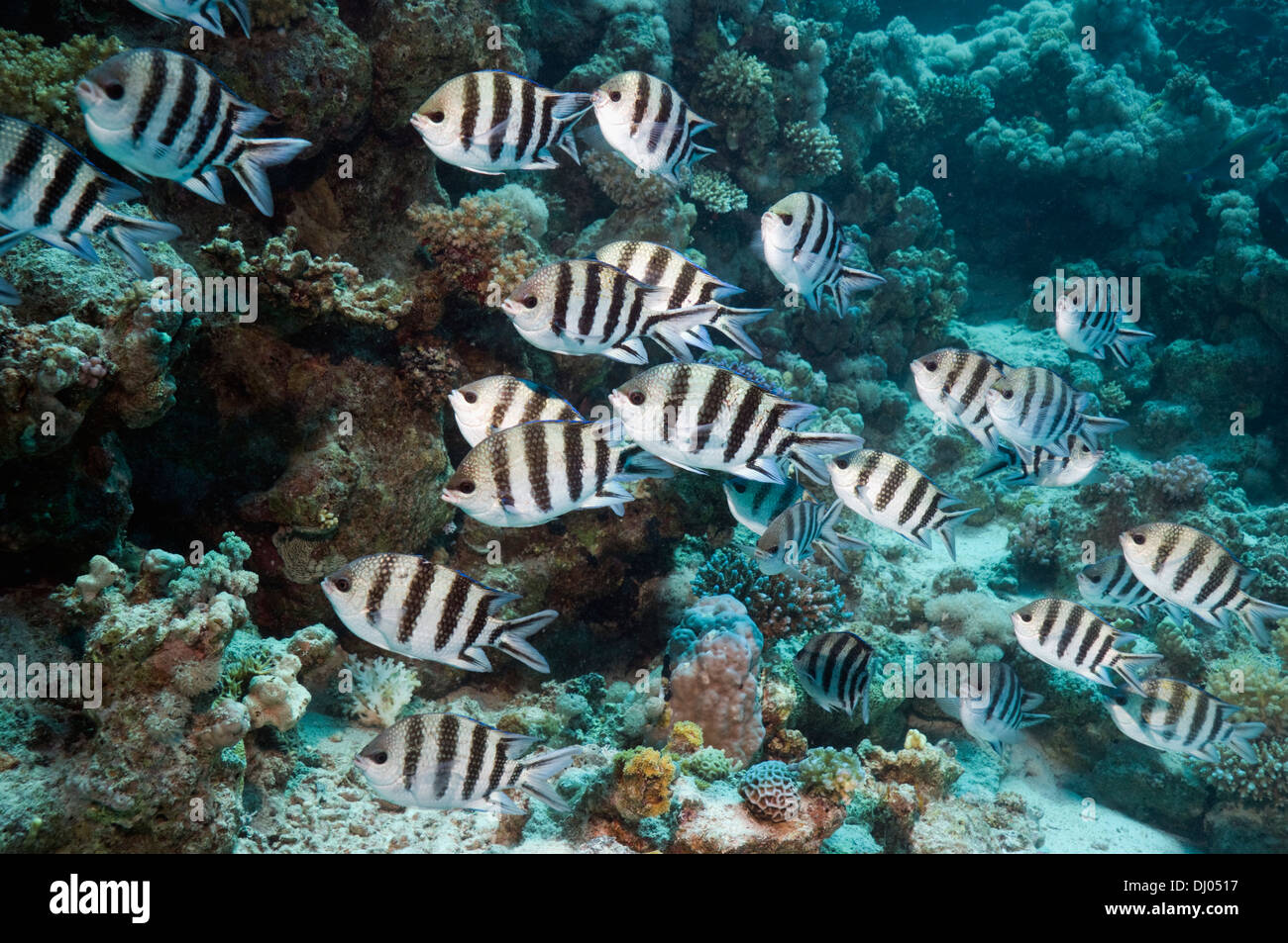 El sargento mayor (Abudefduf saxtatilis). Egipto, el Mar Rojo. Foto de stock