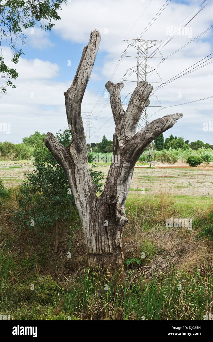 Viejo árbol muerto y línea de alta tensión como concepto ecológico Foto de stock