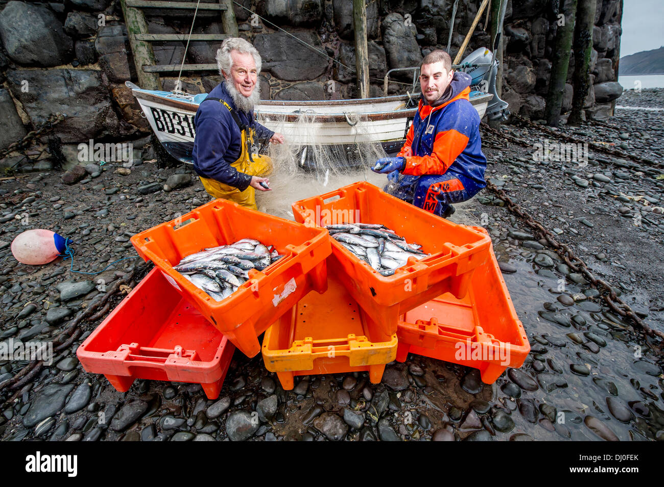 Los pescadores Chris Braund (izquierda) y Jordania Ross sus redes de descarga de pescado en el anual Festival de arenque Clovelly Devon, Reino Unido Foto de stock