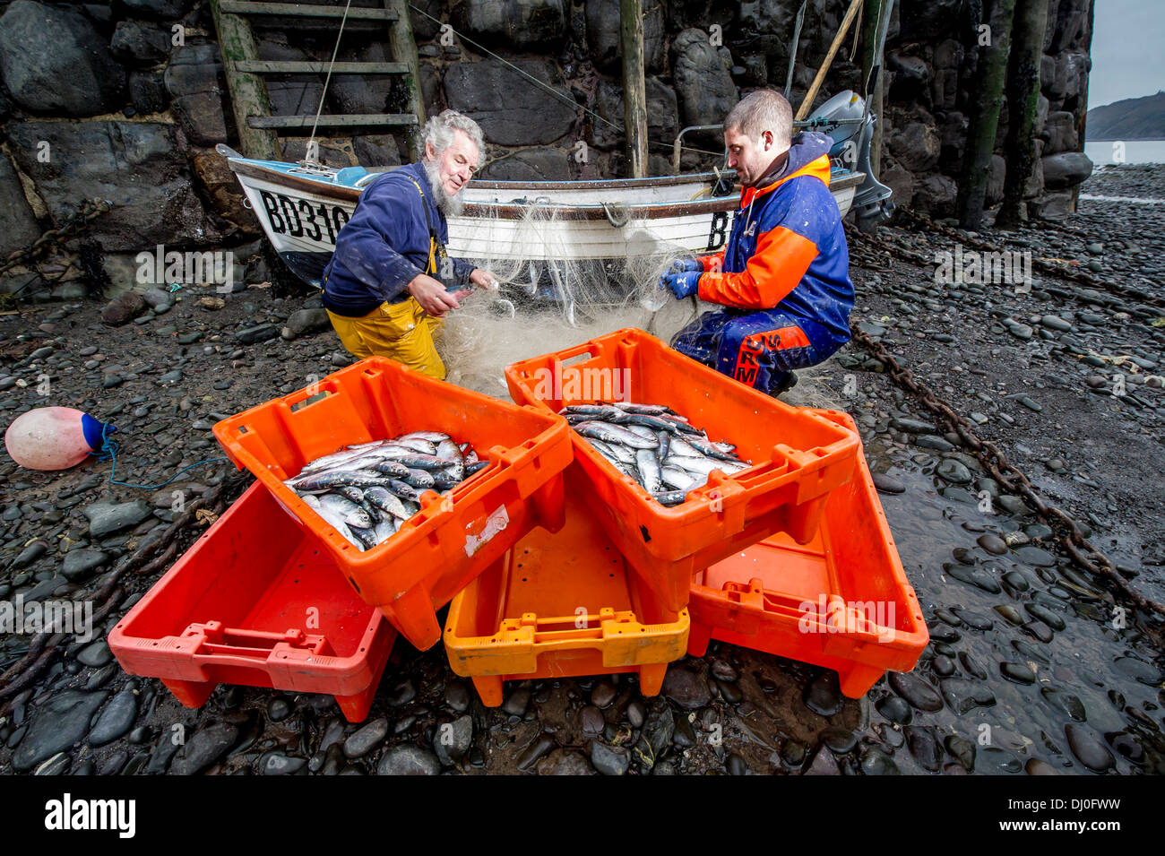 Los pescadores Chris Braund (izquierda) y Jordania Ross sus redes de descarga de pescado en el anual Festival de arenque Clovelly Devon, Reino Unido Foto de stock