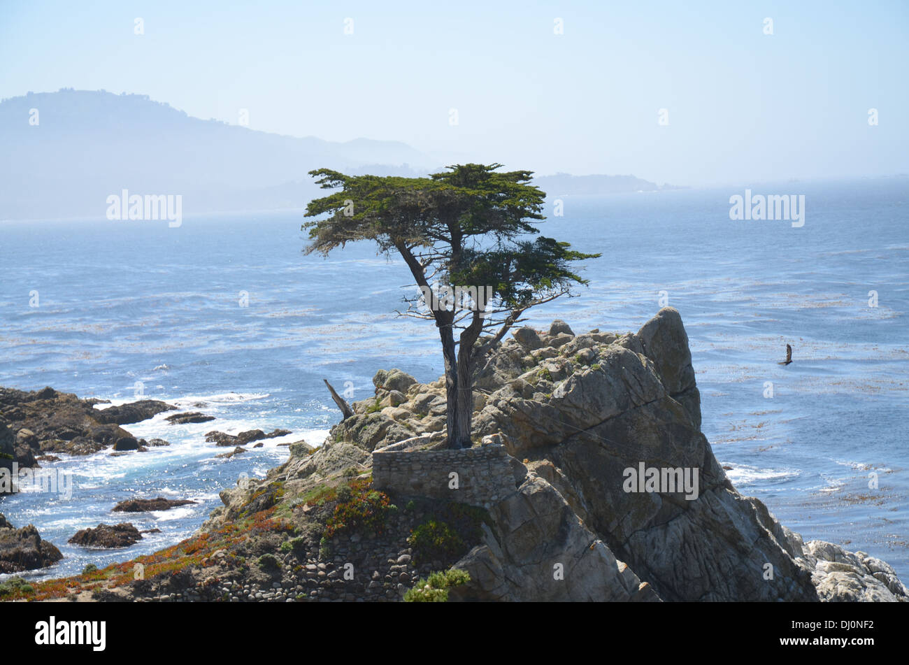 "Pino solitario" o "Lone Cypress sobre una roca en la península de Monterey en California Foto de stock