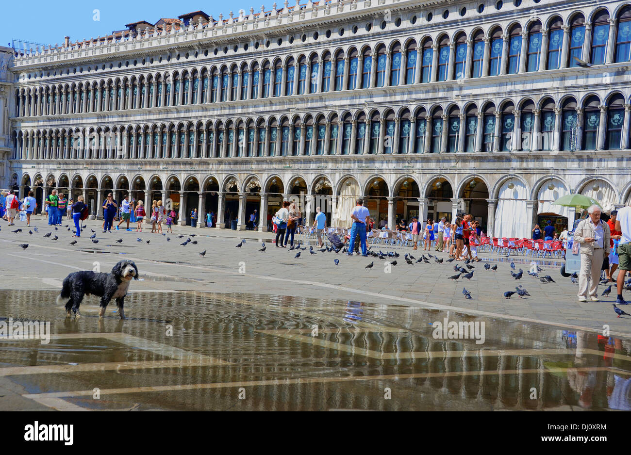 Perro solitario en medio de la plaza de San Marcos, en Venecia, Italia Foto de stock