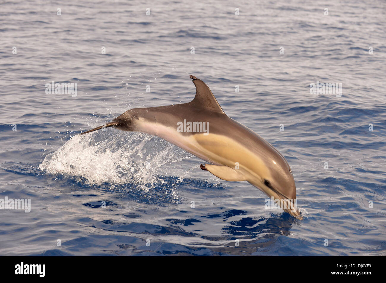 Corto-picuda Delfín Común (Delphinus delphis) saltando, las Azores, Junio Foto de stock