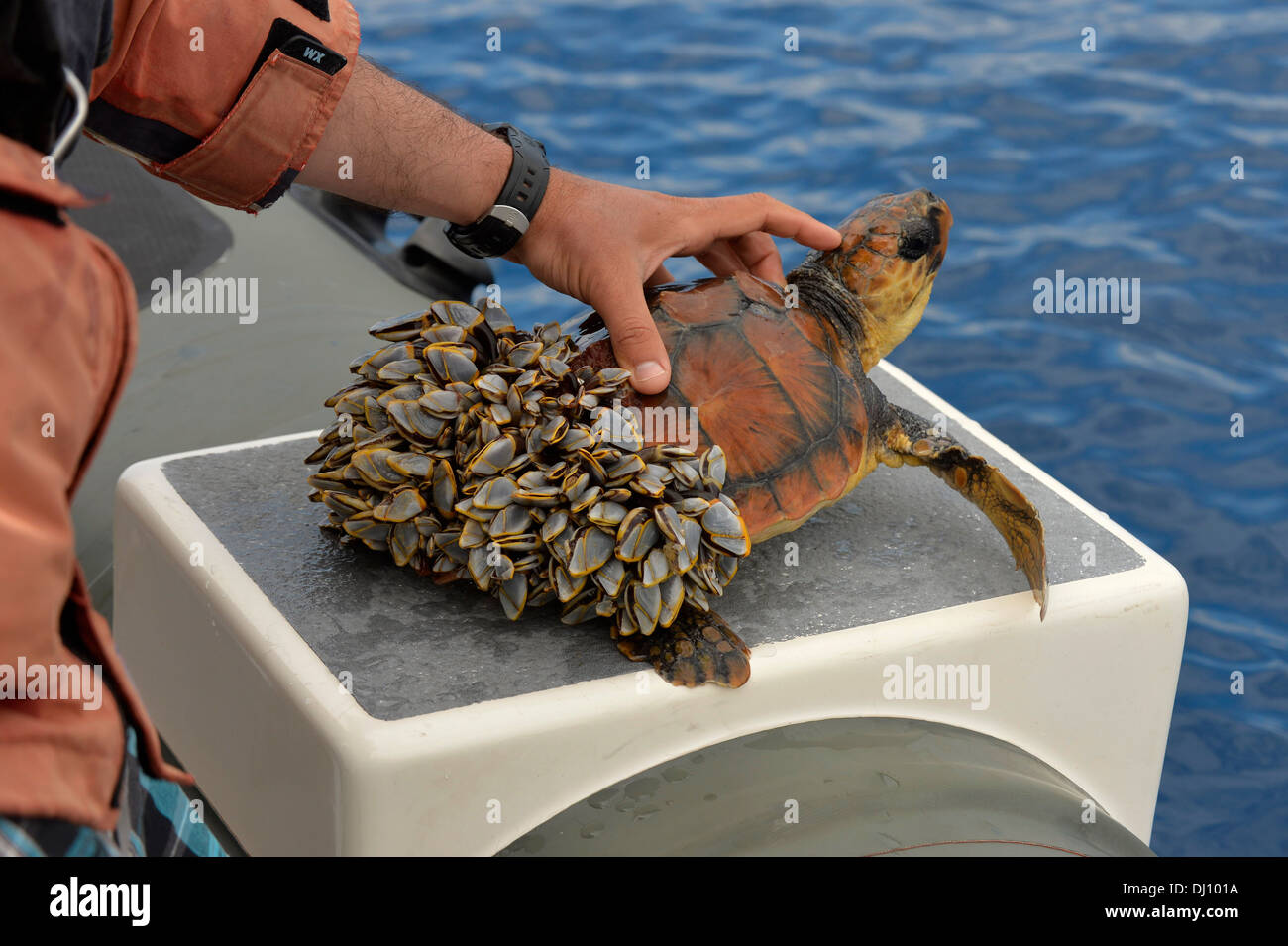 La tortuga caguama (Caretta caretta) rescatados, fuera del agua, cubierta trasera en percebes, incapaces de bucear, las Azores, Junio Foto de stock