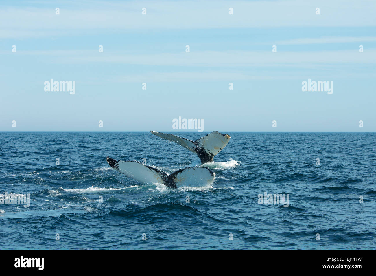 Ballenas sumergidas en el océano