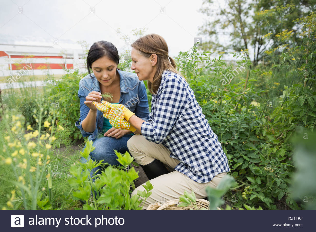 Madre e hija, en la inspección de plantas de jardín Foto de stock
