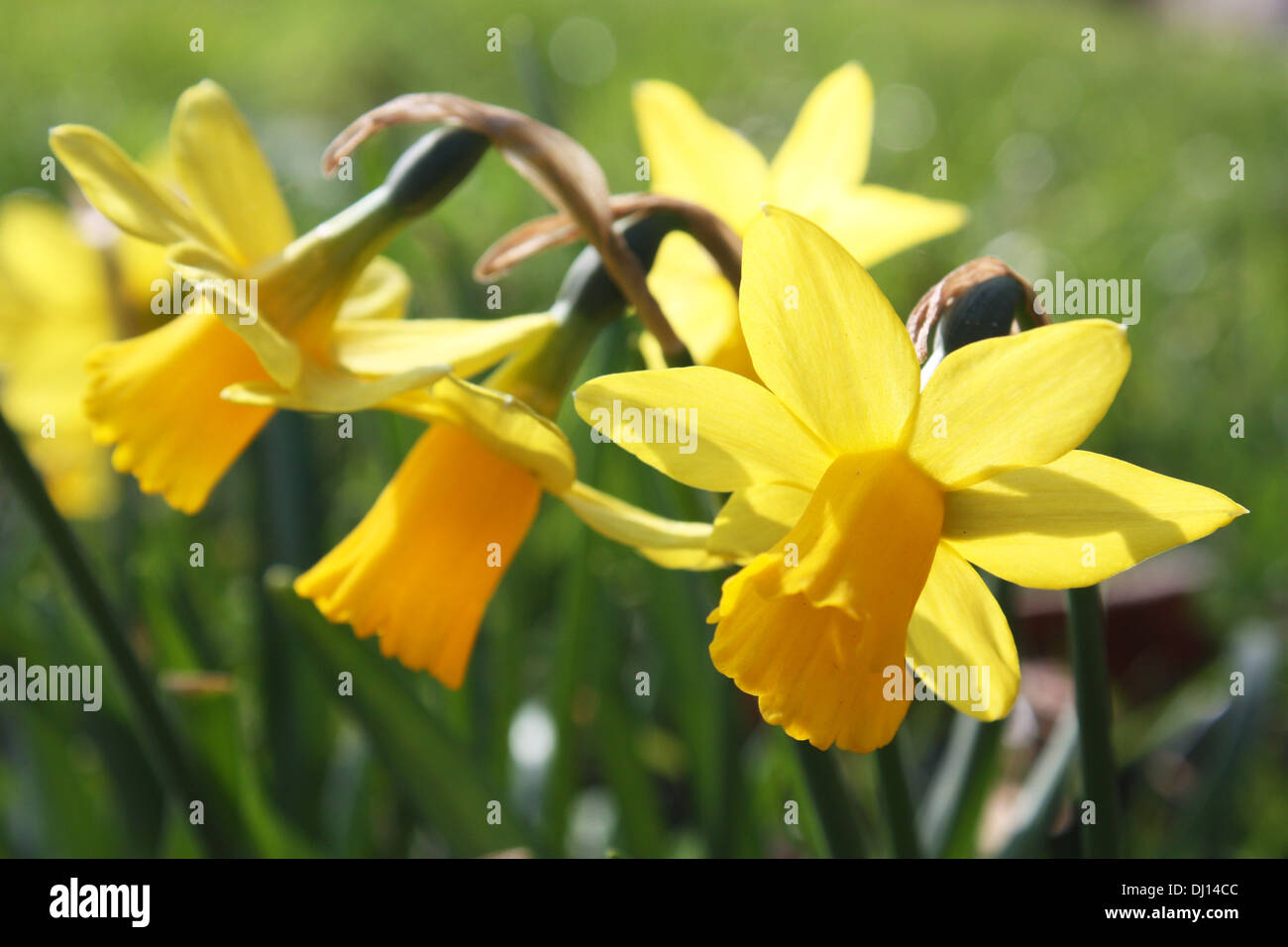 Narciso amarillo flores de primavera Foto de stock