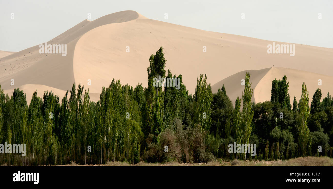 Árboles y un paisaje marrón inclinado en el fondo Foto de stock