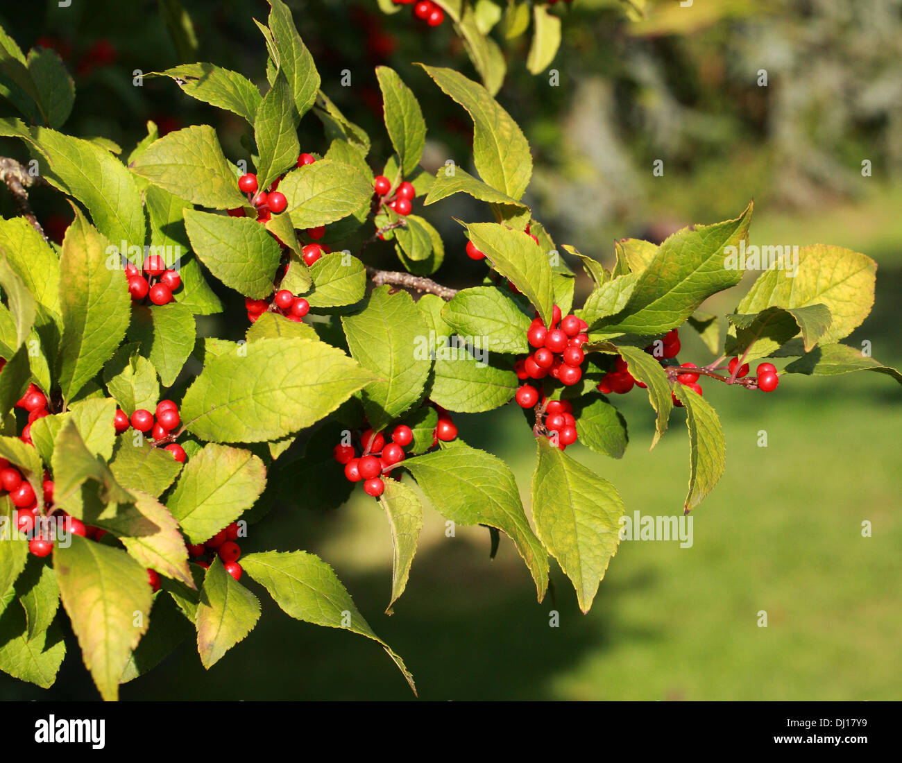 Holly Winterberry, aliso negro, fiebre Berry, Ilex verticillata 'Sparkleberry', Aquifoliaceae. Noreste de los Estados Unidos y Canadá. Foto de stock