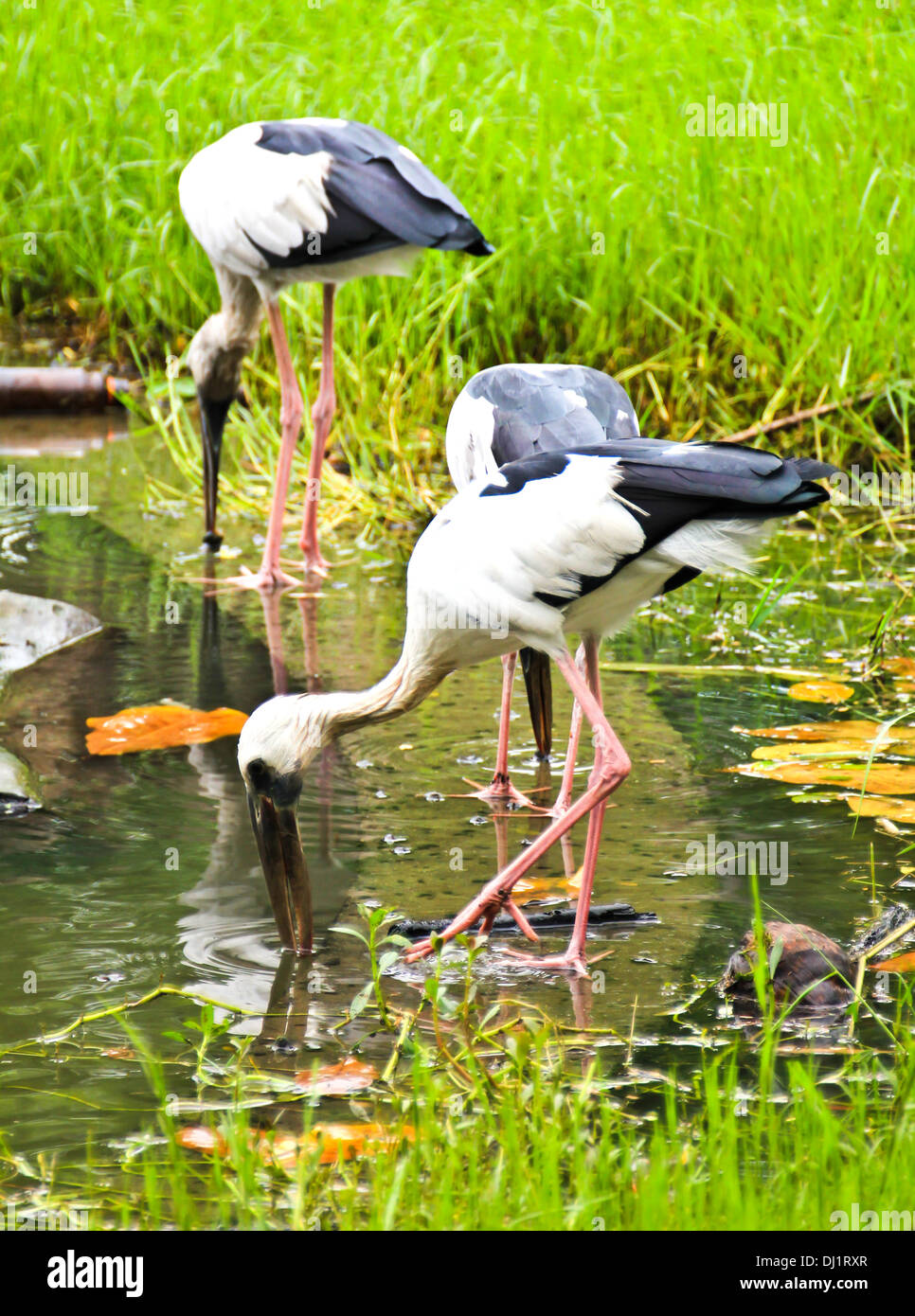 Abra facturado Anastomus oscitans cigüeña, pájaro en el agua Foto de stock