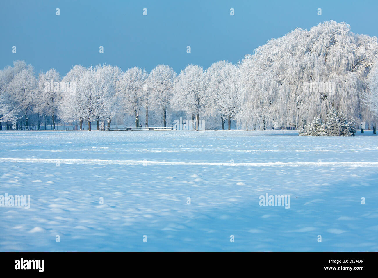 Árboles de invierno Foto de stock