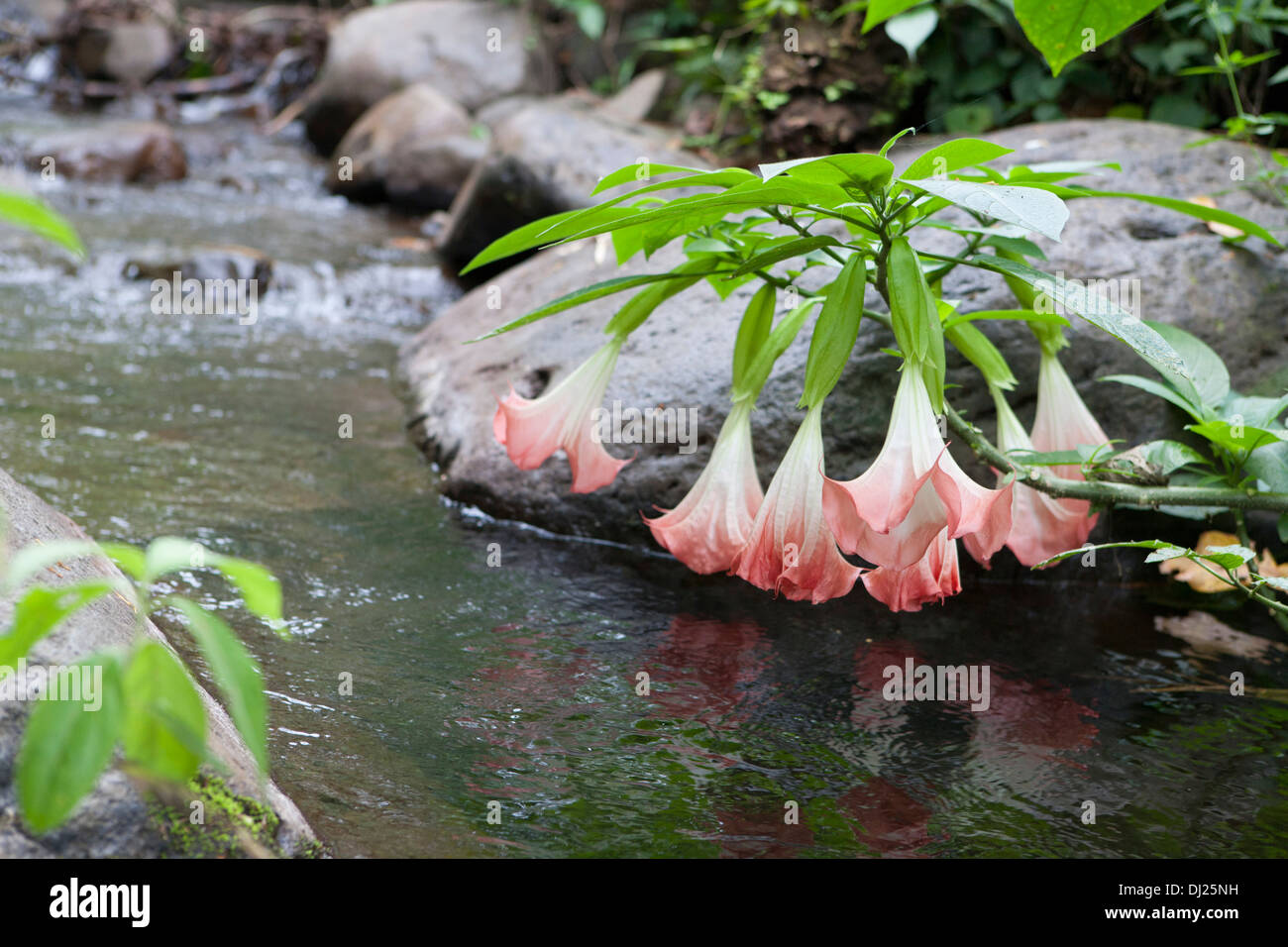 Angel Trumpet flores junto a un río en Costa Rica. Datura arborea también llamada reina de la noche es venenosa. Foto de stock