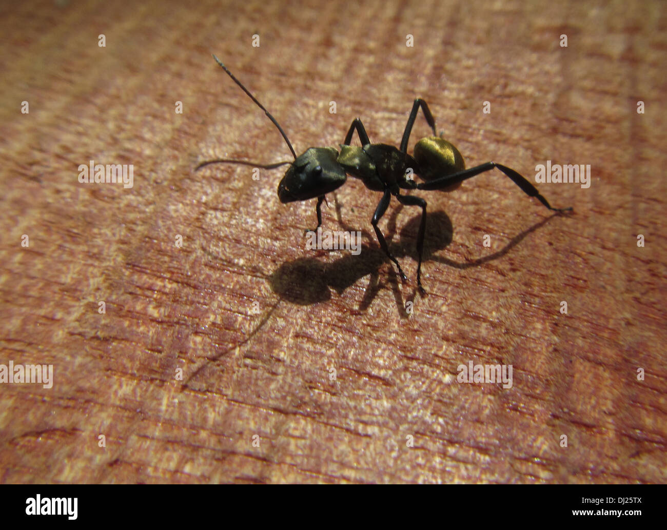 Golden Carpenter Ant de Costa Rica - siendo Camponotus sericeiventris Foto de stock