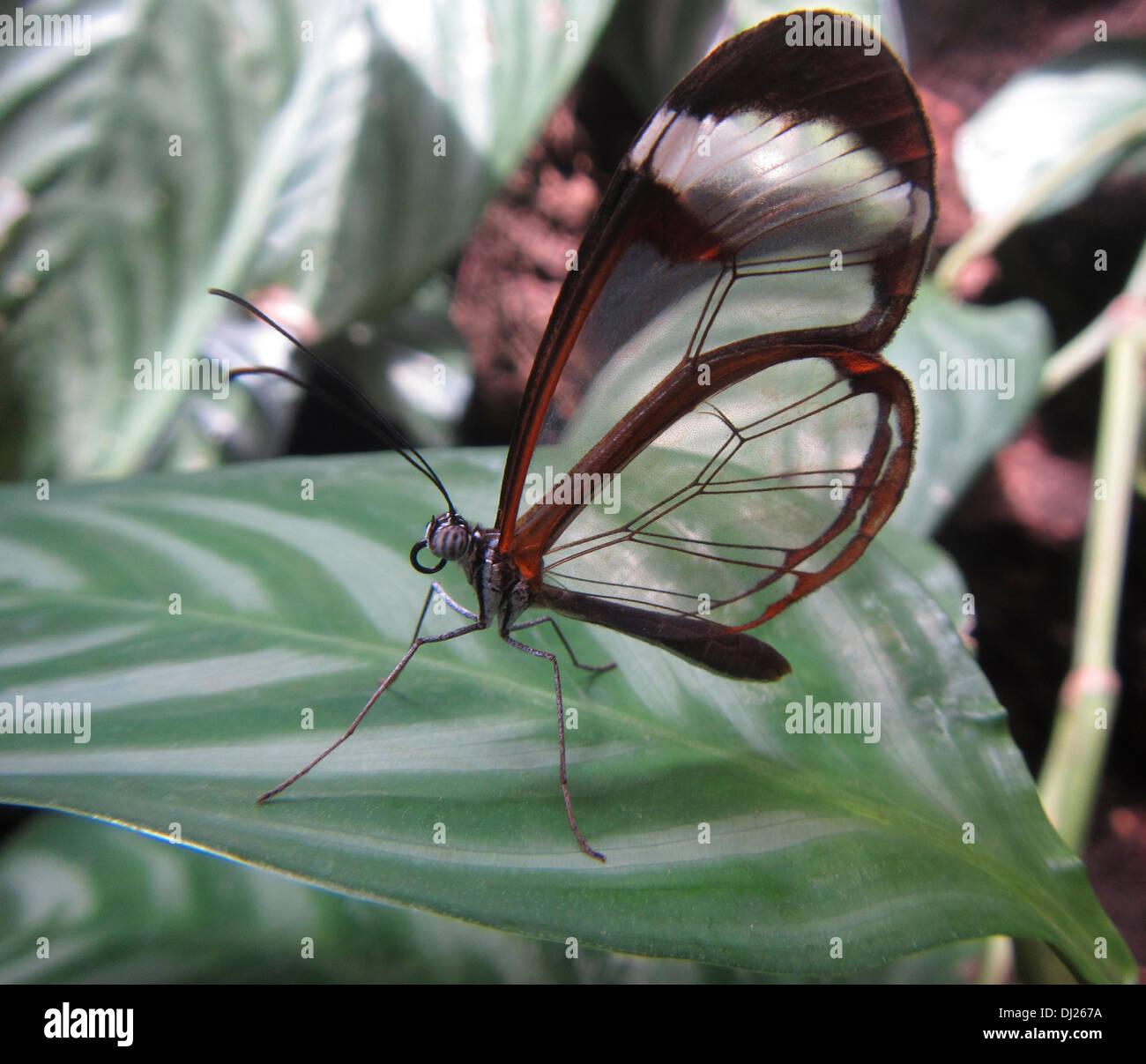 Cerca de una mariposa Glasswing Foto de stock