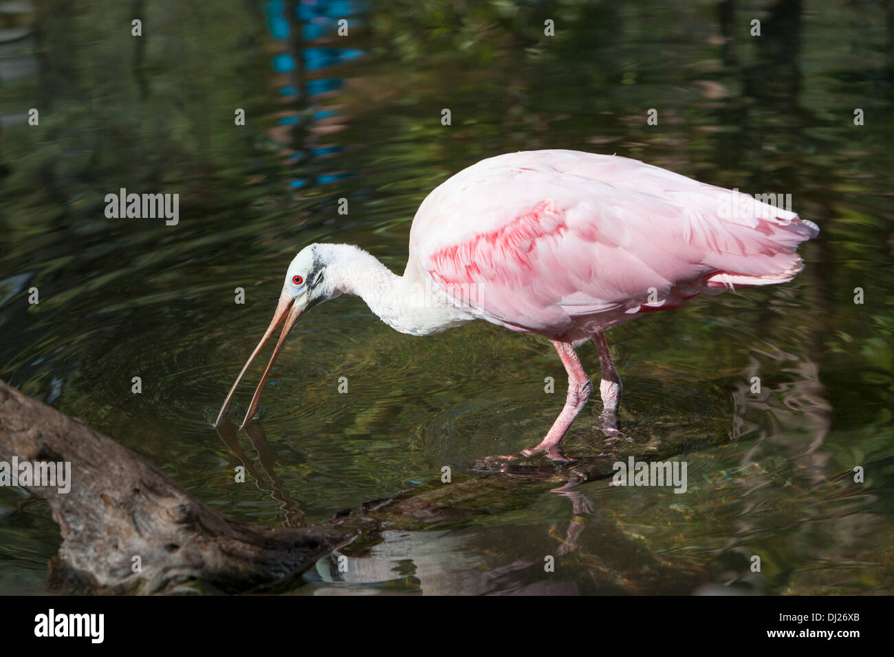Una espátula rosada vadeando en aguas poco profundas en busca de alimento. Foto de stock