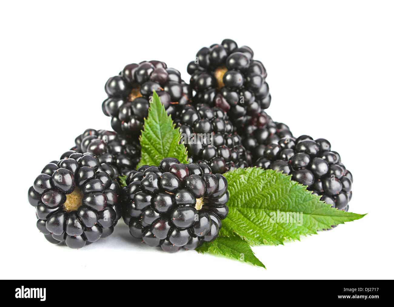 Blackberry con hojas con frutas closeup aislado en blanco Foto de stock