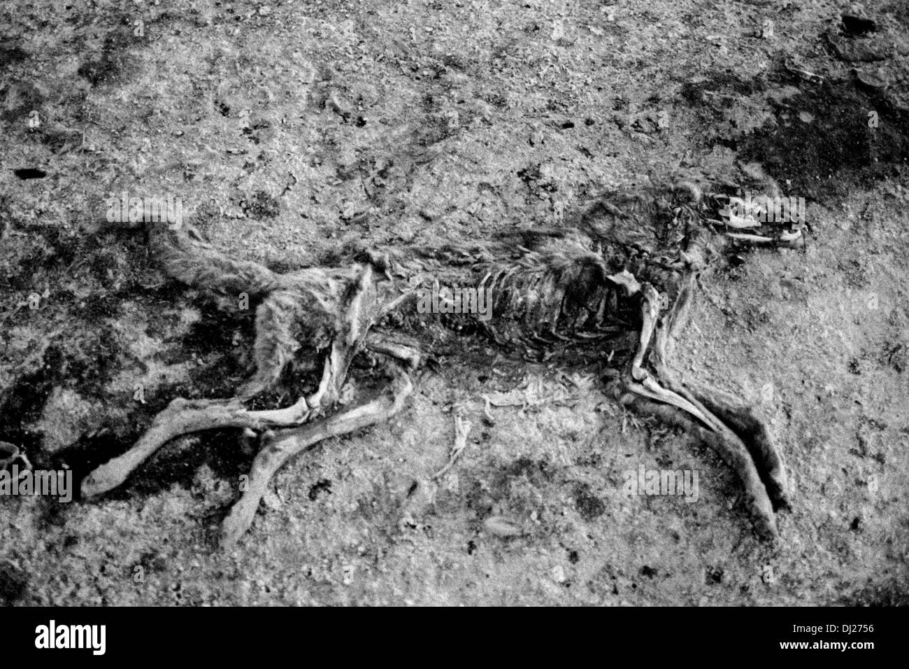 El cadáver de un perro muerto naturalmente se descompone en la tierra en el  Altiplano frío la meseta de la montaña, cerca de Oruro, Bolivia Fotografía  de stock - Alamy