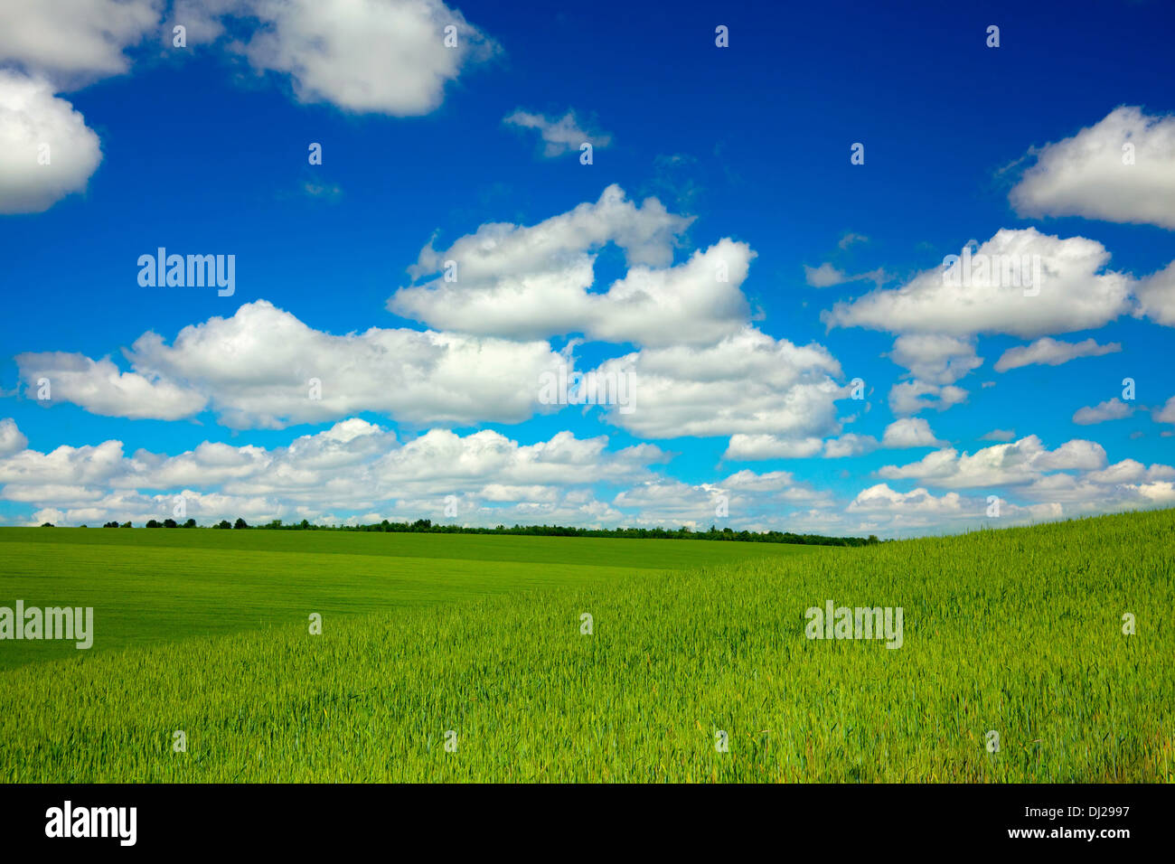 Paisaje de verano con el cielo y el verde hierba Foto de stock