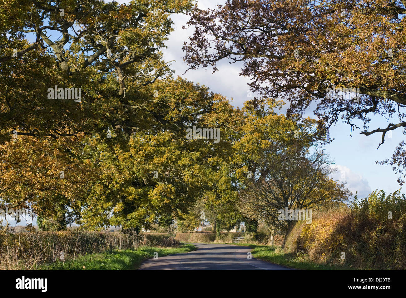 Los árboles de roble inglés forrando un carril del país en otoño. Foto de stock