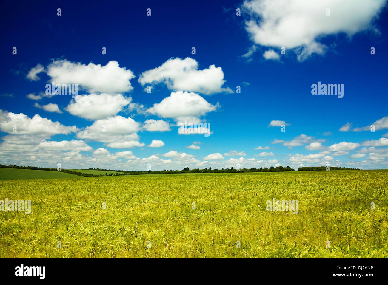 Paisaje de verano con el cielo y el verde hierba Foto de stock