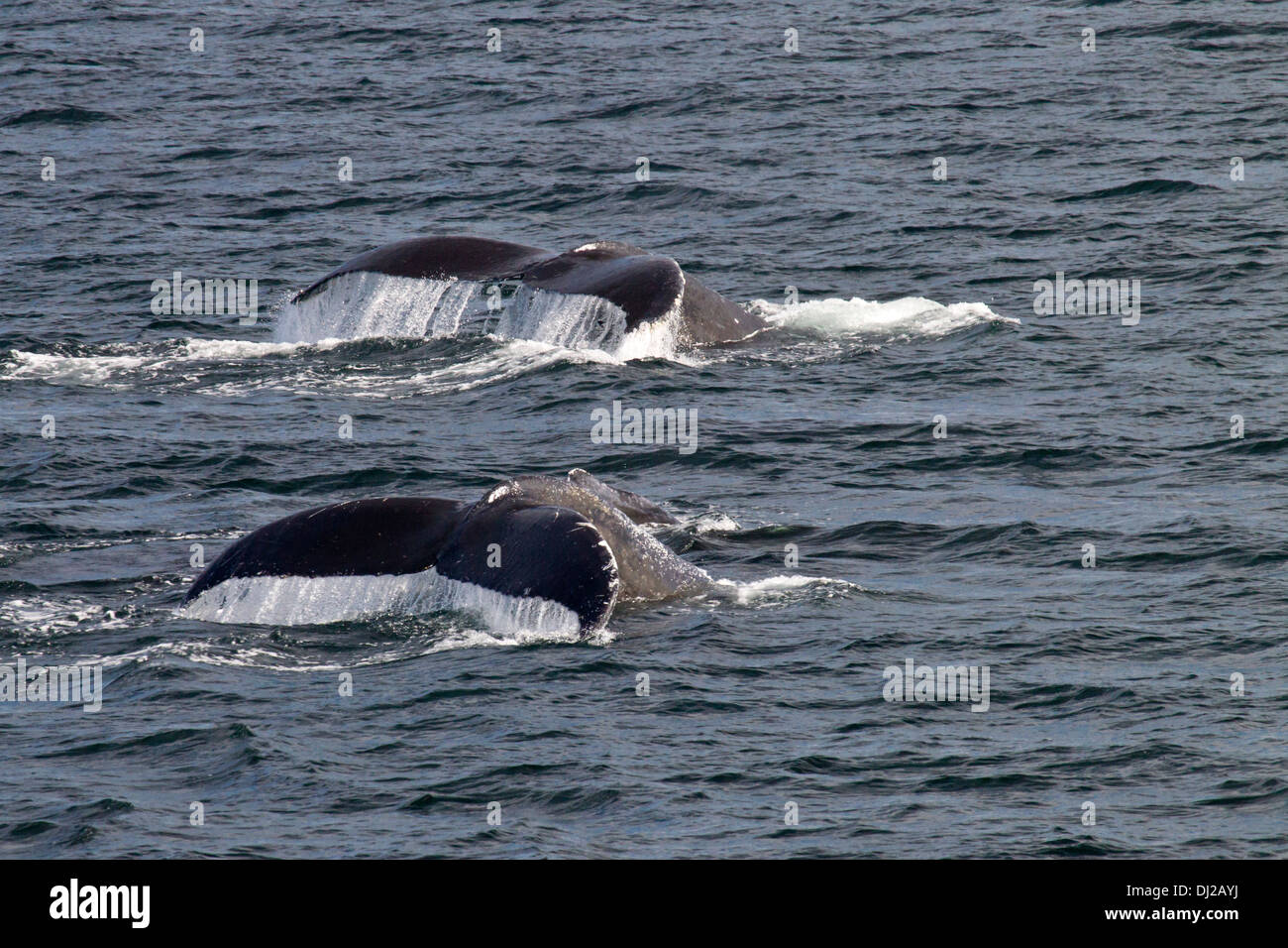 Par de ballenas jorobadas (Megaptera novaeangliae) Submarinismo simultanoeusly Foto de stock