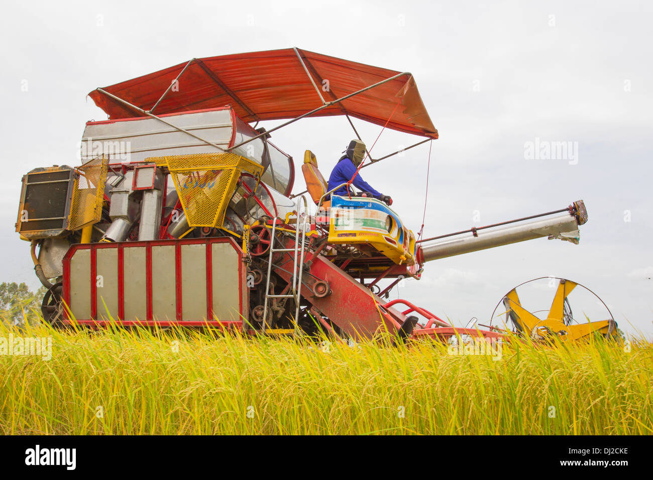 Combinar en la granja de grano durante la cosecha en el campo de arroz