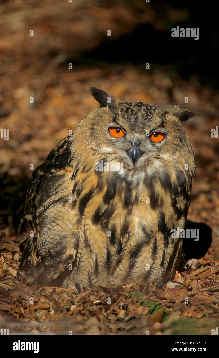 Uhu (Bubo bubo), Eagle-Owl euroasiático (Bubo bubo) Foto de stock