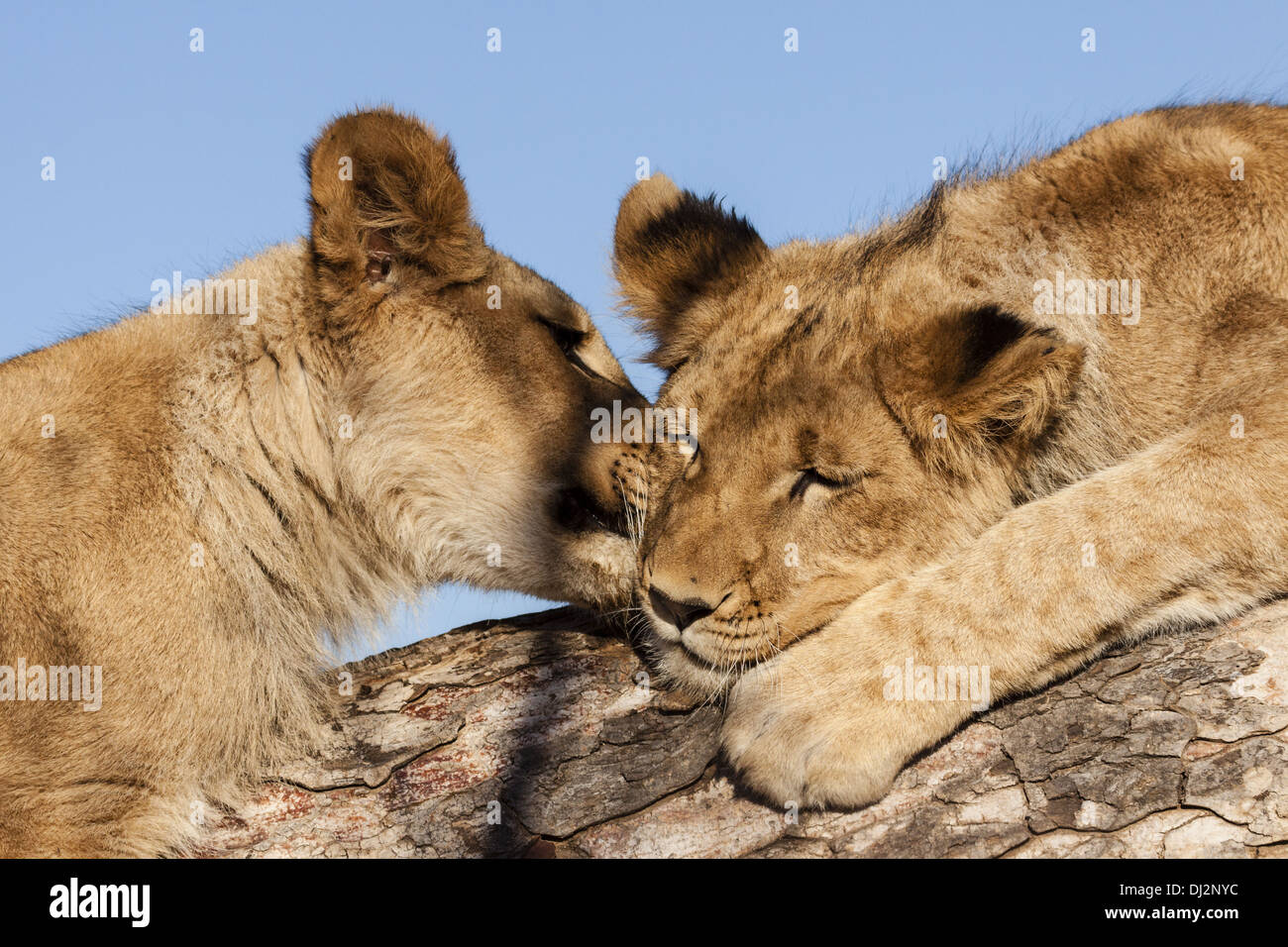 Jóvenes leones (Panthera leo) en vertical Foto de stock