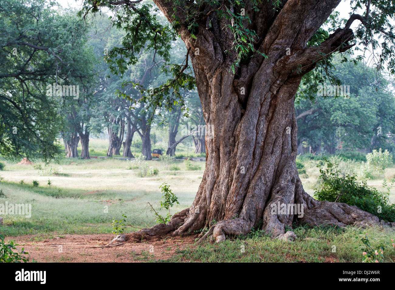 Tamarindus indica . Torsión del tronco de un árbol de Tamarindo en la India rural. En Andhra Pradesh, India Foto de stock