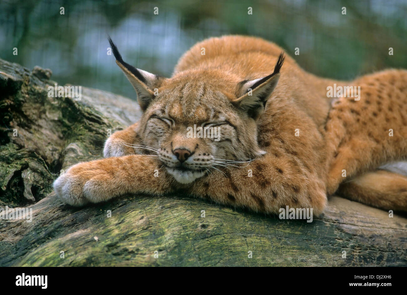 El lince eurásico (Lynx lynx), Europäischer Luchs, Eurasischer Luchs (Lynx lynx) Foto de stock