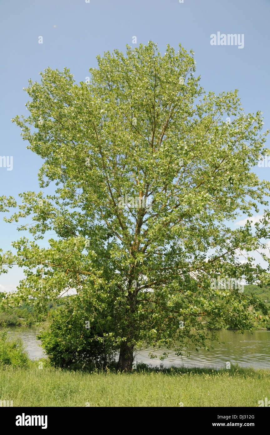 Canadian poplar populus x canadensis fotografías e imágenes de alta
