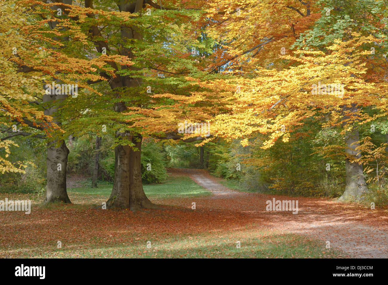 Tranquilo paisaje de árboles con vibrantes colores de otoño y Country Road Foto de stock