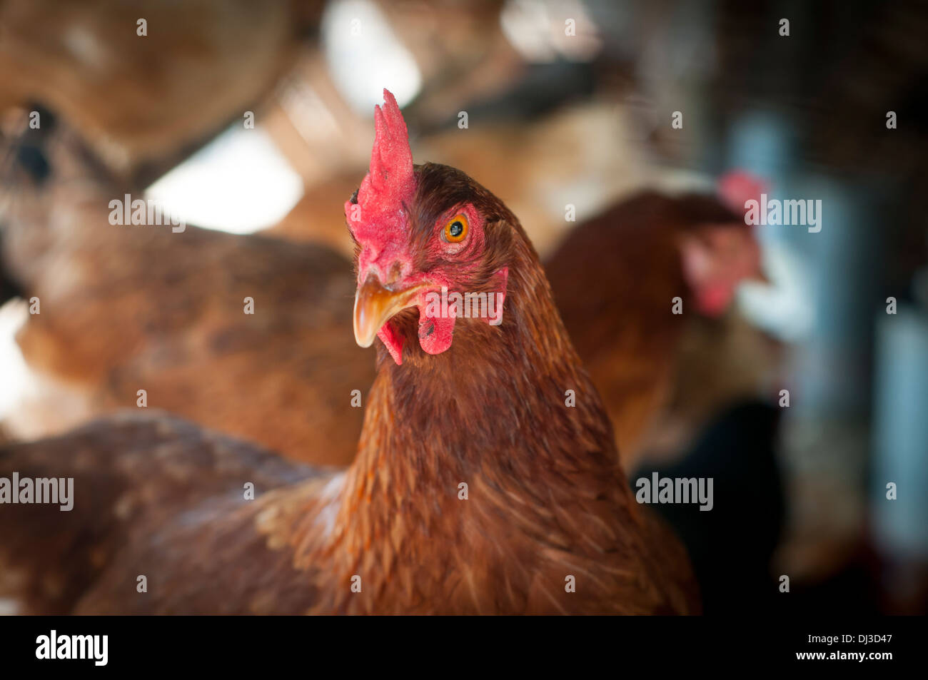 Huevo de gallina raza 'Lohmann Brown ' Foto de stock