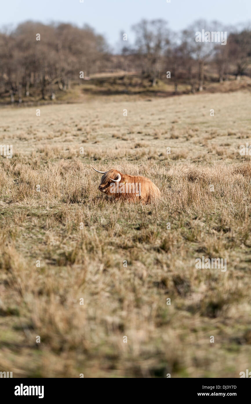 Highland ganado pastan en una temprana spiring paisaje Escocés Foto de stock