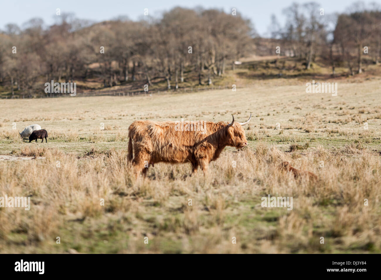 Highland ganado pastan en una temprana spiring paisaje Escocés Foto de stock