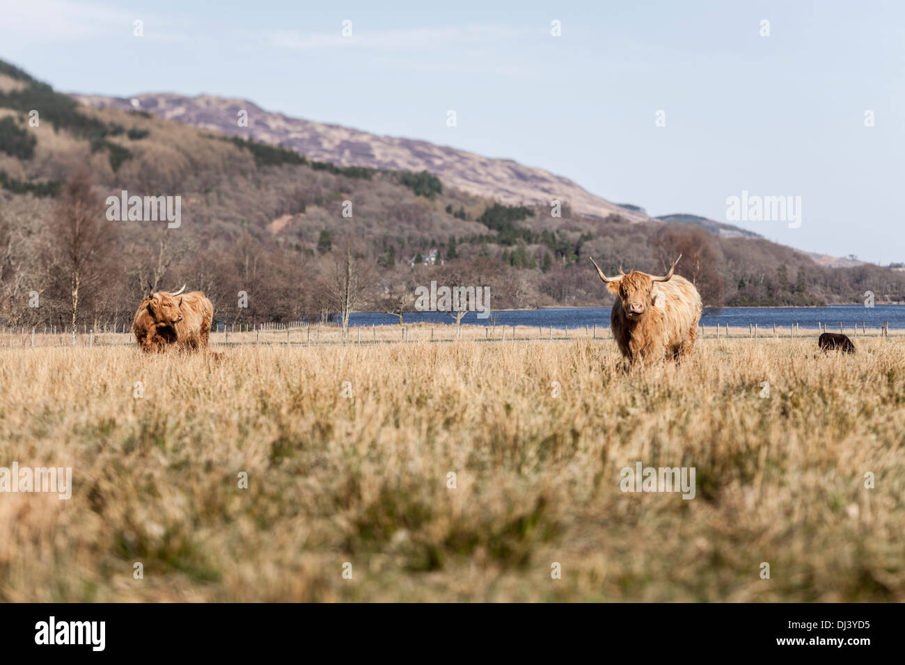 Highland ganado pastan en una temprana spiring paisaje Escocés Foto de stock